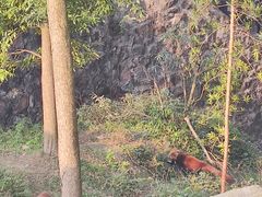 -都江堰中华大熊猫苑