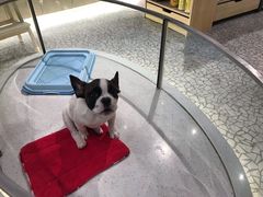 -momokira米努特·德文卷毛猫·棉花面纱犬