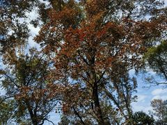 -广州市石门国家森林公园