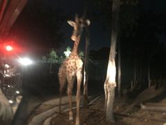 -清迈夜间动物园