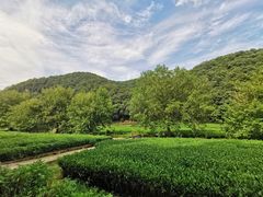 -龙坞茶村