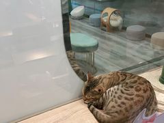 -BABIT巴比特宠物(MOMOPARK店)