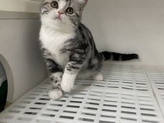 -lincat·猫舍(广州店)