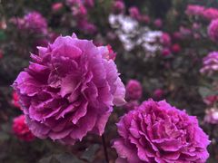 -人民公园(罗湖区)