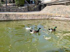 -团结湖公园