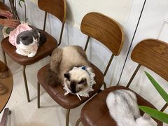 -共舞时光猫咖·狗咖(新街口店)