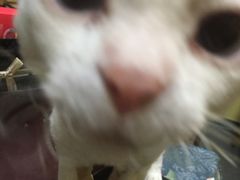 -猫色咖啡·猫咖