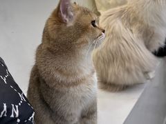 -共舞时光猫咖·狗咖(新街口店)