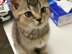 -艾吉宠物医院·疑难杂症转诊中心·猫友好(碧江路院)