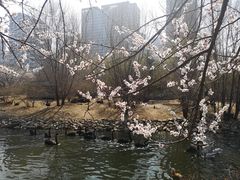 -长白岛森林公园