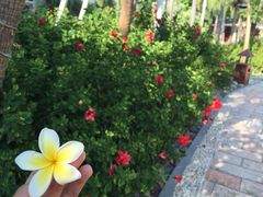 -三亚亚龙湾凯莱仙人掌度假酒店