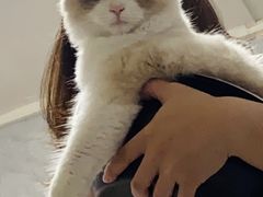 -lincat·猫舍(广州店)