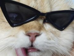 -博特宠物医院24h犬猫全科.骨科·异宠