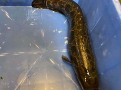 -龙继斑鱼庄(犀浦店)