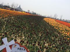 -荷兰花海