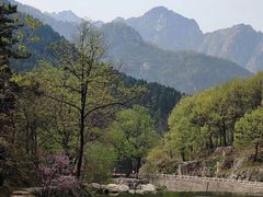 -赵记煎饼卷大葱(泰山大街店)