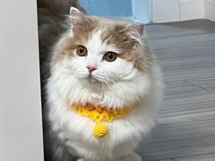 -Bastet sally猫舍购宠(静安店)