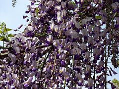 -嘉定紫藤园