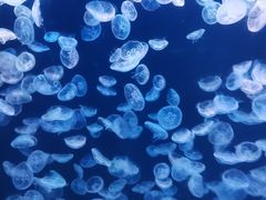 -大连老虎滩海洋公园