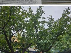 -西安大兴善寺