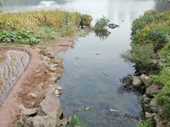 -重庆彩云湖湿地公园