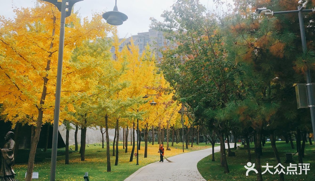 金秋赏银杏推荐