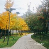 金秋赏银杏推荐