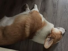 -Goku PET SHOP宠物视觉生活馆(双井店)