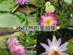 -黄兴公园