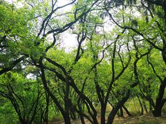 -北京西山国家森林公园