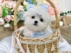 -萌宠之家·腊肠犬·马尔泰·小体犬舍