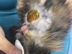 -瑞派长江宠物医院·猫科·外科·24小时夜护(谊城公寓分院)