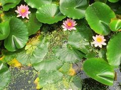 -金孔雀温泉旅游度假村