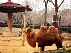 -石家庄市动物园