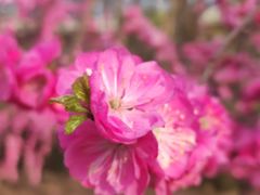 -中环花鸟鱼虫市场