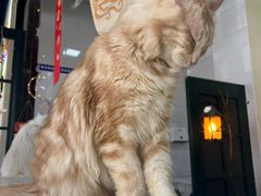 -猫小院猫主题餐厅(南锣旗舰店)