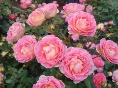 -人民公园(罗湖区)