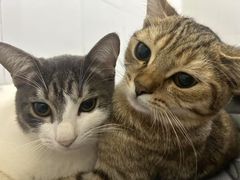 -博特宠物医院24h犬猫全科.骨科·异宠