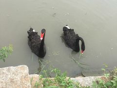 -鹅湖玫瑰文化园