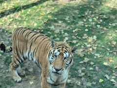 -北京野生动物园