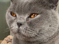 -猫小院猫主题咖啡厅(北锣店)