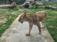 -西霞口神雕山野生动物世界