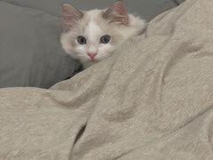 -猫大福·Fortune Cat猫舍(百子湾店)
