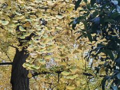 -四川大学(华西校区)