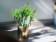 -金陵花卉交易市场
