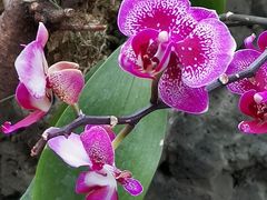 -北京植物园-展览温室