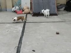 -波姐宠物家庭寄养
