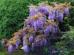 -上海吴淞炮台湾国家湿地公园