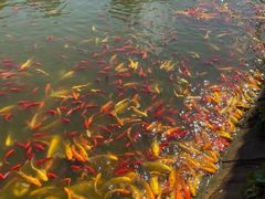 -武汉紫薇都市田园