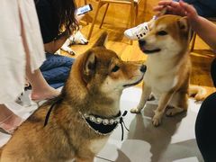 -柴务处·柴犬主题狗咖